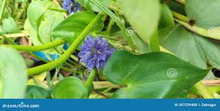 Image result for Pontederia crassipes