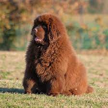 Newfoundland Dog The Gentle Giant K9 Web