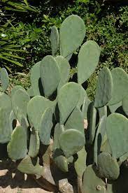 Small farm center, university of california, davis, ca 95616. Ellisiana Spineless Prickly Pear Cactus Opuntia Cacanapa Ellisiana In Houston Texas Tx At Buchanan S Native Plants