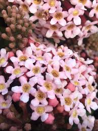 Image result for Rogiera amoena