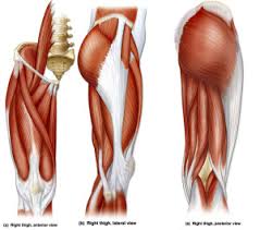 There is no real division between the core and the upper leg; Running Injuries Simplified It Band Syndrome Life In Motion