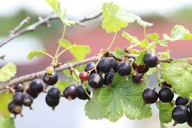 Was tun mit unreifen früchten? Schwarze Johannisbeeren Sorten Pflege Anleitung Zum Schneiden Hausgarten Net