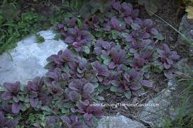 Image result for Ajuga