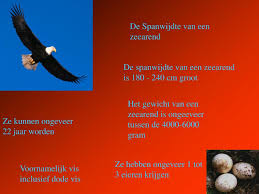 Een volwassen vogel is helemaal donkerbruin, met een witte kop en staart. Ppt De Presentatie Over De Zeearend Powerpoint Presentation Free Download Id 810827