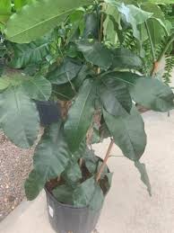 Most of the indoor trees on this list will survive if you skip a week of watering, but not the natal mahogany. Rockledge Gardens Natal Mahogany 10 Pot