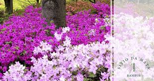 Resultado de imagem para FLORES