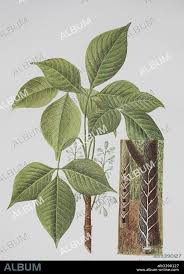Image result for Hevea brasiliensis