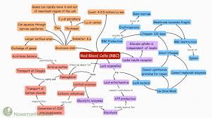 Red Blood Cells Erythrocytes Concept Map Youtube