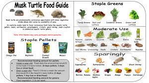 38 Sage Ideas In 2021 Turtle Turtle Tank Pet Turtle