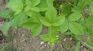 Image result for Cleome aculeata