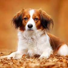 Maar vergis je niet, deze pientere eendenjagers hebben een flinke dosis pit. Nederlandse Kooikerhondje It S Tongue Twisting To Pronounce But Will Make A Big Statement