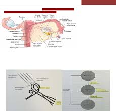 Grátis: RESUMO AMBULATÓRIO GINECOLOGIA - Material Claro e Objetivo em PDF  para Estudo Rápido