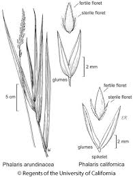 Image result for Phalaris