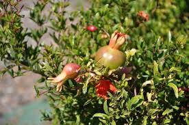 Image result for Punicaceae