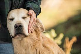 A purebred golden retriever puppy from a reputable breeder in the usa may cost. Breeder Spotlight Council House Golden Retrievers In Idaho Valor K9 Academy