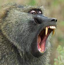 Baboon Baboon Africa Animals Weird Animals