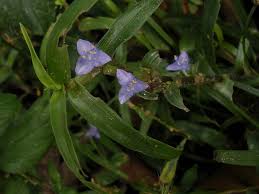 Image result for Cyanotis sp. aff. C. lapidosa