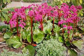 Definition of bergenia 1 : Bergenie Das Passt Dazu Mein Schoner Garten