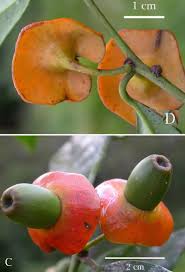 Image result for Heisteria