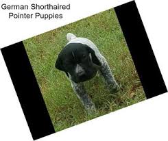 German shorthaired pointer litter of puppies for sale near florida, kendall, usa. Hunting Dogs Pointers For Sale In Toledo Agriseek Com