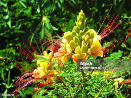 Image result for Erythrostemon