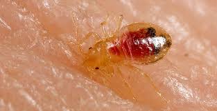 Fleas Kova Pest Control