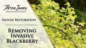 Invasive Blackberry Removal - This Works! - Youtube