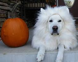Perfect English Cream Golden Retriever Or White Lab Halloween Costume Dog Costume Dog Halloween Costumes Diy Unicorn Dog Costume