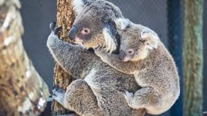 Untuk pertama kalinya dalam hampir satu dekade, bayi koala lahir di kebun binatang clevelend seperti yang dijelaskan pihak kebun binatang di instagram, joey sudah tinggal di kantong ibunya. Gawat Australia Nyatakan Koala Sedang Menuju Kepunahan