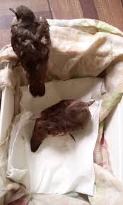 I Can T Seem To Feed These Wild Baby Doves Backyard Chickens Learn How To Raise Chickens