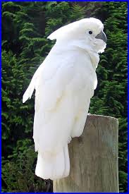White Bird With Large Beak I Also Really Want This Bird Large White And Affectionate Umbrella Cockatoo Most Beautiful Birds Beautiful Birds Pet Birds
