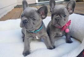 Over 4 weeks ago on puppyfind. French Bulldog Puppies For Sale In Colorado With Price Animalssale Com