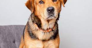 Pet Not Found Animal Society Cool Pets Animal Rescue