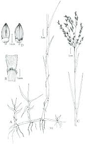 Image result for Panicum repens