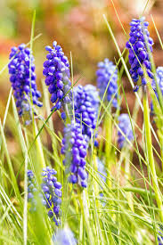 Image result for Hyacinthaceae