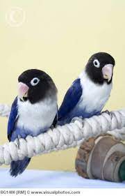 Black Masked Cobalt Lovebirds Pet Birds Birds For Sale African Lovebirds