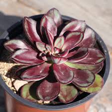 By nature, the painted lady succulent is drought tolerant and is quite adaptable in terms of how much sunlight is necessary. Solitary Painted Lady Ezy Care Succulents