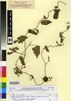 Image result for Ipomoea tenuirostris