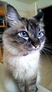 Half Himalayan Half Siamese Warrior Cats Animals Cats