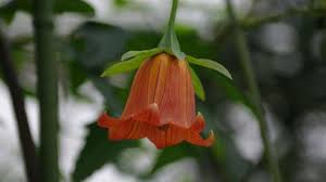 Image result for Campanulaceae