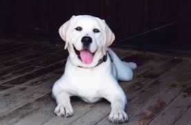 I can't wait to see the type of. Shelby S White Labrador Breeders A White Lab Breeder Puppies For Sale