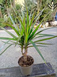 🍀 დრაცენა მარგენატა (პალმა) 💵 25 ლარი 🏠 ოთახის მცენარე 🛵 მიწოდება შეკვეთიდან რამოდენიმე საათში