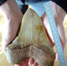 With millions of soundcloud & youtube plays, not to mention a string of beatport number 1's, megalodon. Riesiger Urzeithai Grosse Klappe Nix Zu Futtern Warum Megalodon Ausgestorben Ist Welt