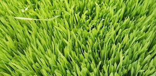 Plante aromatice și condimente 31. Orzul Verde Beneficii Si Recomandari Sfaturimedicale Ro