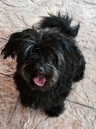 Phoenix Pets Craigslist Dog Adoption Havanese Petco
