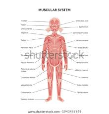 Human muscle system, the muscles of the human body that work the skeletal system. Shutterstock Puzzlepix