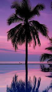 As my own being remains in the glorious dream fulfilled floor. Palm Tree Hd Iphone Wallpaper Hupages Download Iphone Wallpapers Palm Trees Wallpaper Nature Photography Sunset Wallpaper