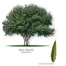 Check spelling or type a new query. Native Southern Wax Myrtle Gray Green To Yellow Green Foliage Partial Sun To Shade Low To Moderate Water 10 Fast Growing Trees Myrtle Tree Trees To Plant