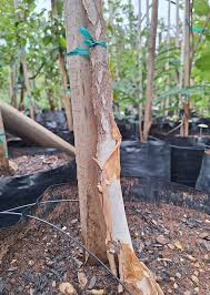 Image result for Albizia tanganyicensis