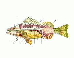 Depending on the species will determine what stages and names a baby fish are referenced by. Internal Organs Of A Fish Quiz